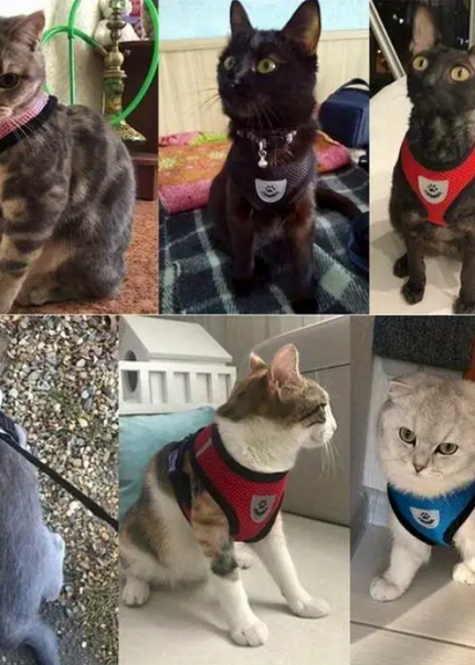 Premium Quality Adjustable Pet Harness & Leash for Cats & Dogs
