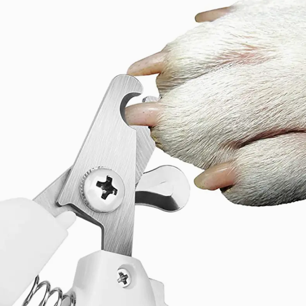 <h4>Pet Accessories</h4>