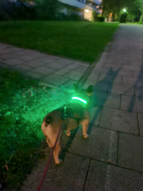 LED USB Charging Dog Collar &  LED Pendant Tag with Batteries